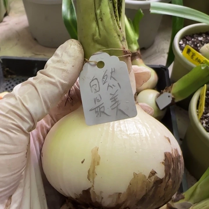 烈***心无花朵自然最美7+裸球发货