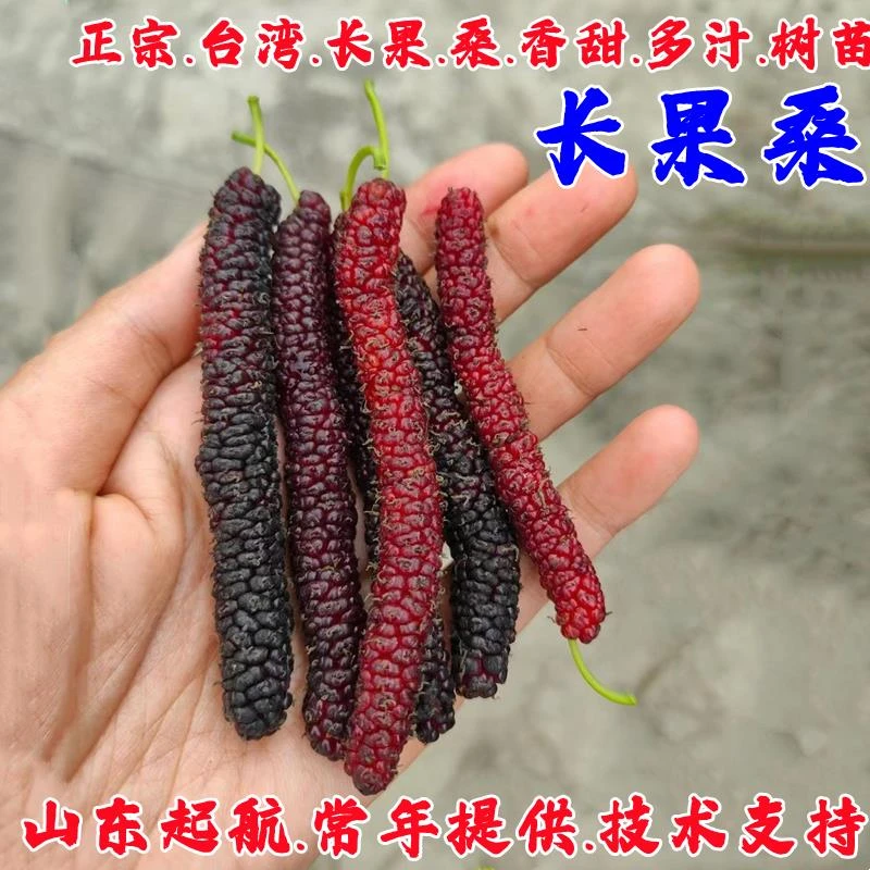 台湾长果桑苗四季桑葚树苗盆栽庭院地栽桑葚苗桑树活苗南北方种植