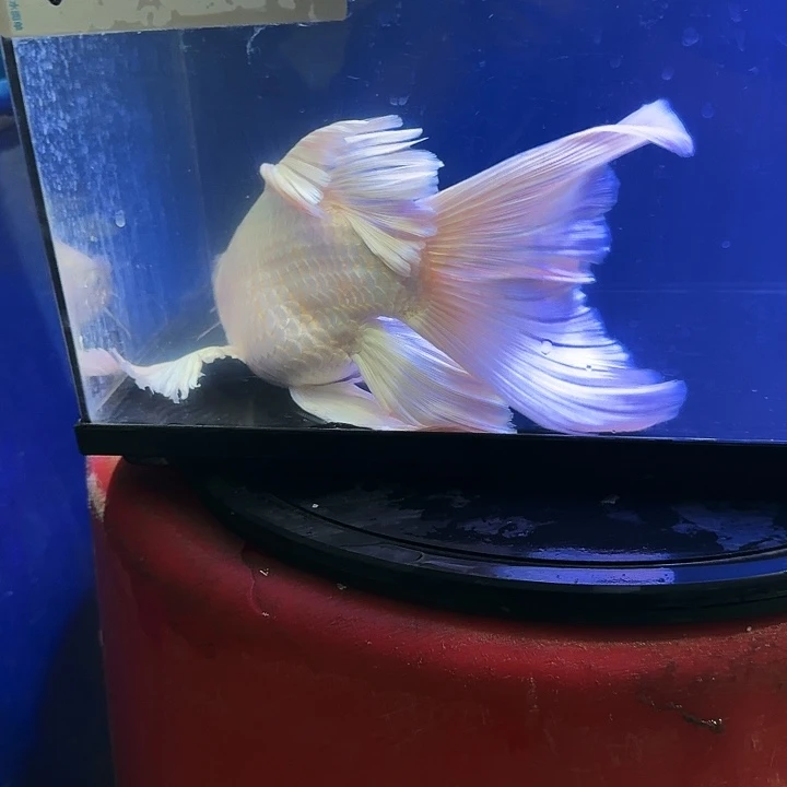 ****️蝴蝶鲤鱼蝴蝶鲤118