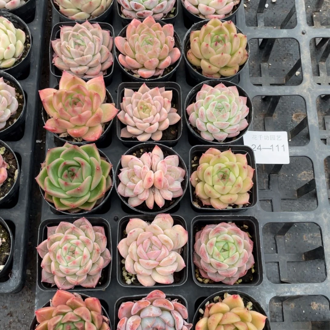 一物一拍18棵24-111