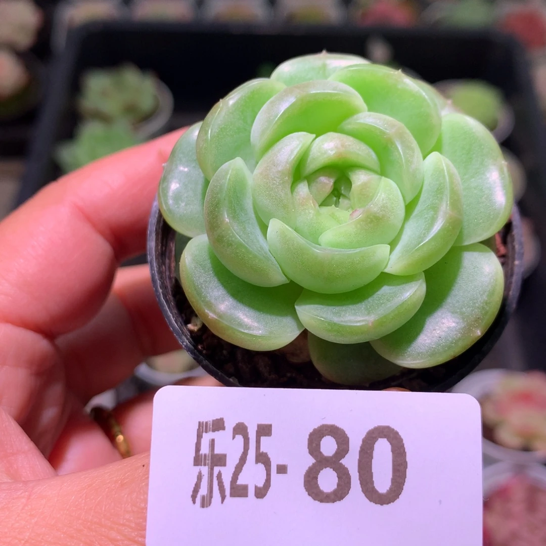 乐然25-80 新品单头
