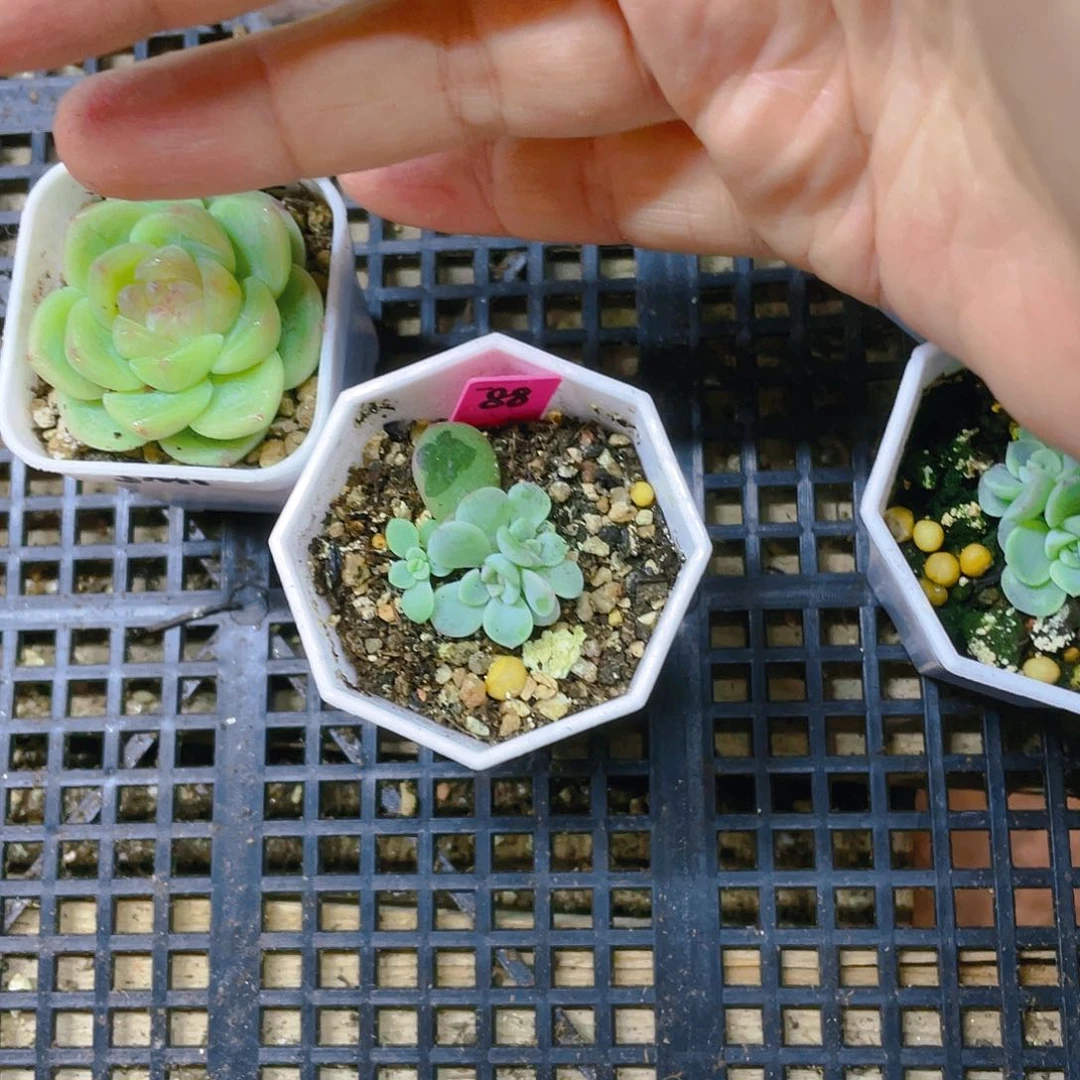 D****y童话三头盆不包整一个满25包邮