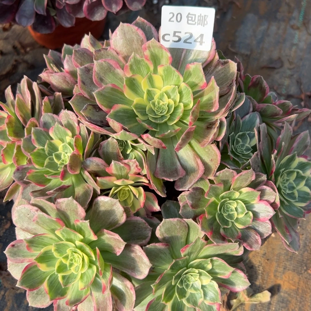 524万花筒，满20包邮