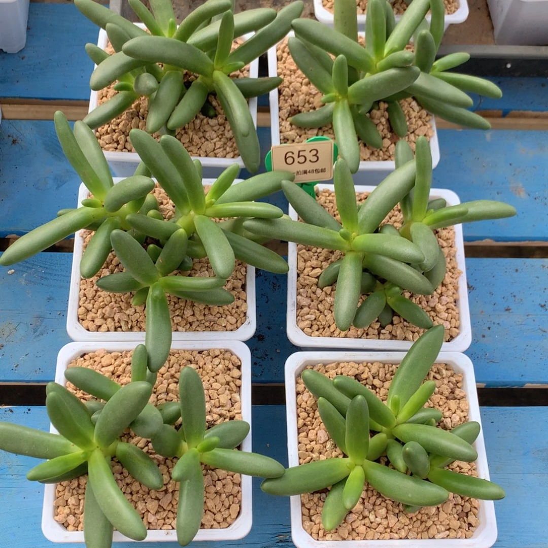 心***猪椰子树无砍6颗653