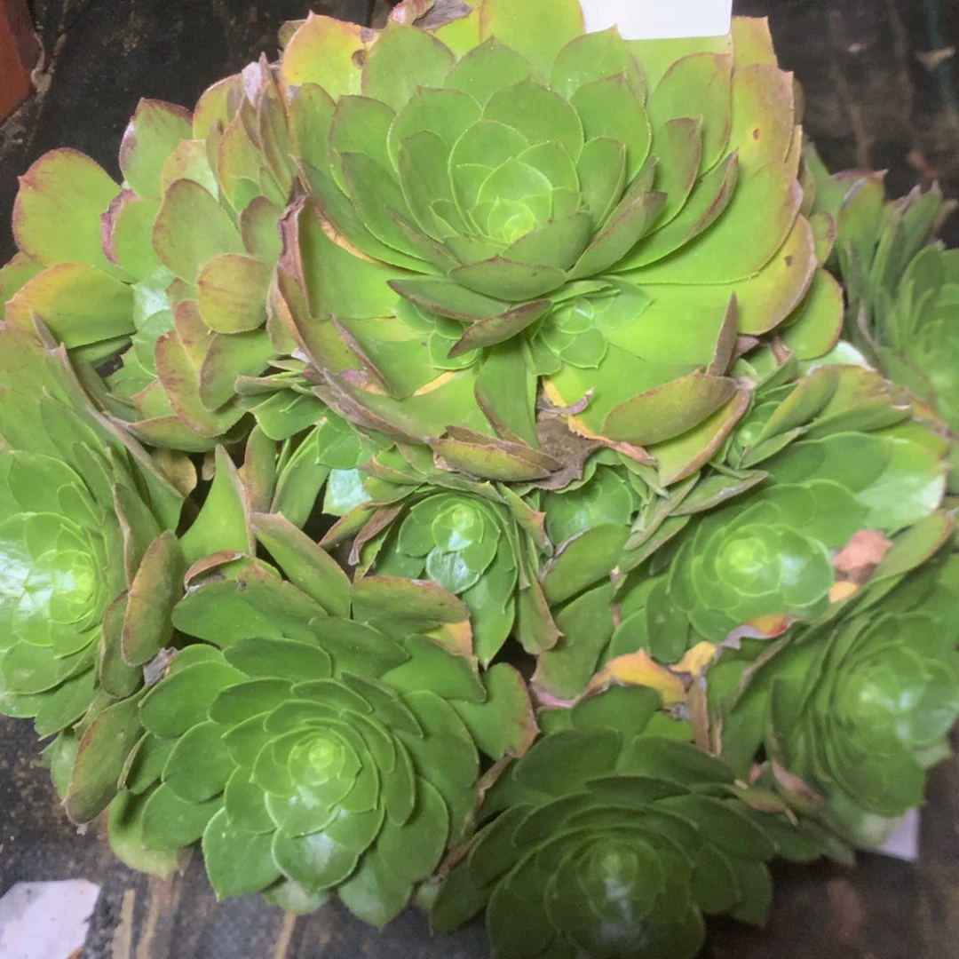 473万圣夜多肉植物