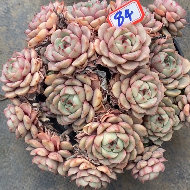 萱*一物一拍本吧多肉84