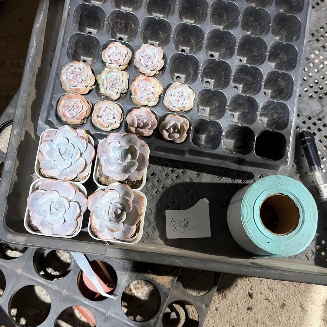 只鱼一物一拍专拍