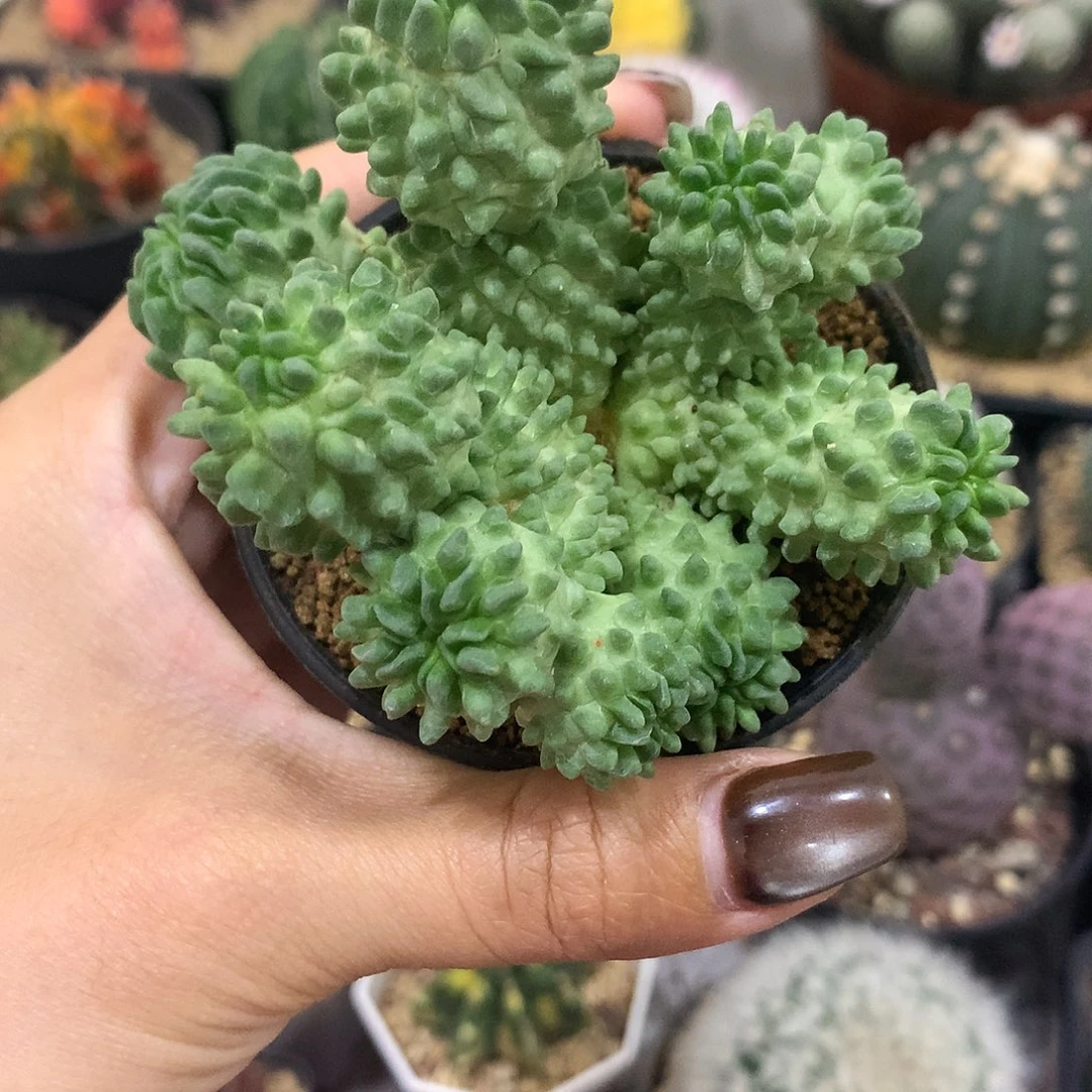 蝌蚪群生多头仙人球