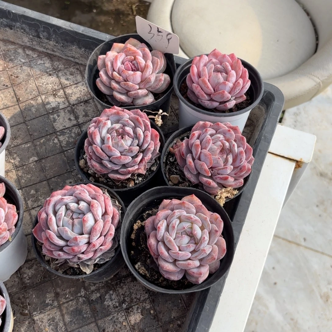 平***水359fghjjkkkjkkkkkk