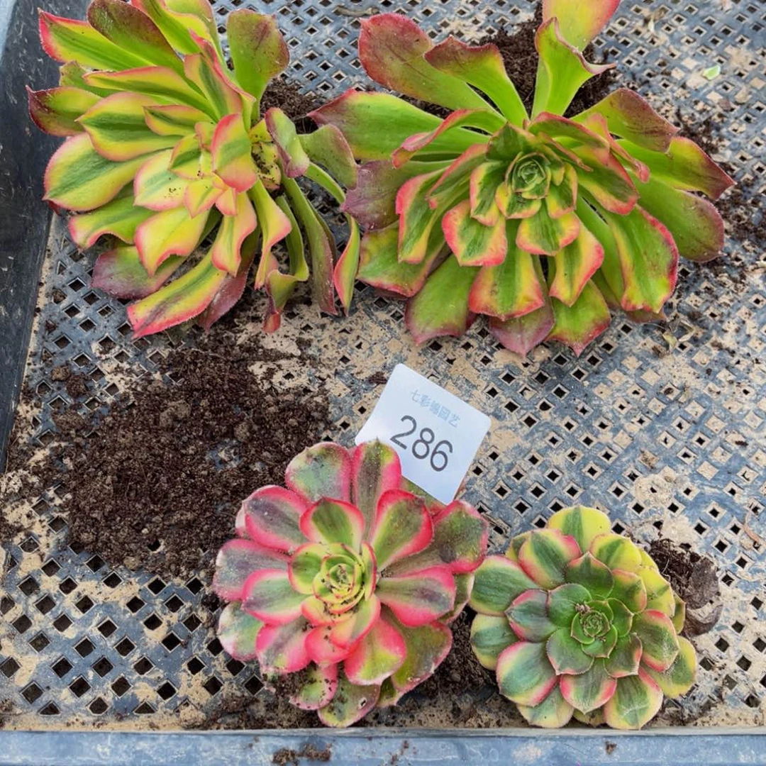 寒***月286法师锦多肉组合4颗荔枝轮回5公分