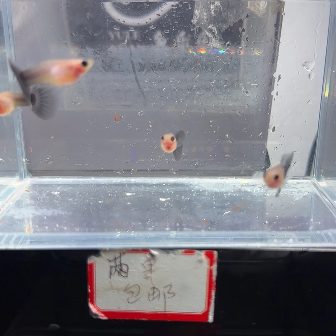 孔雀鱼蓝礼服玻璃猫公鱼四条