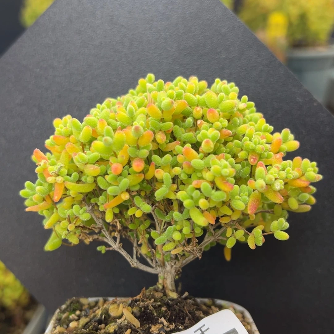 u857直杆蘑菇头小树型蜜橘冠幅8cm