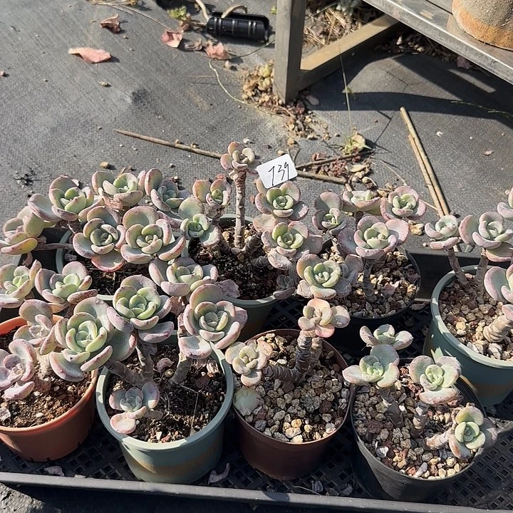 顺**?739八棵白月光脱土发货不退不换