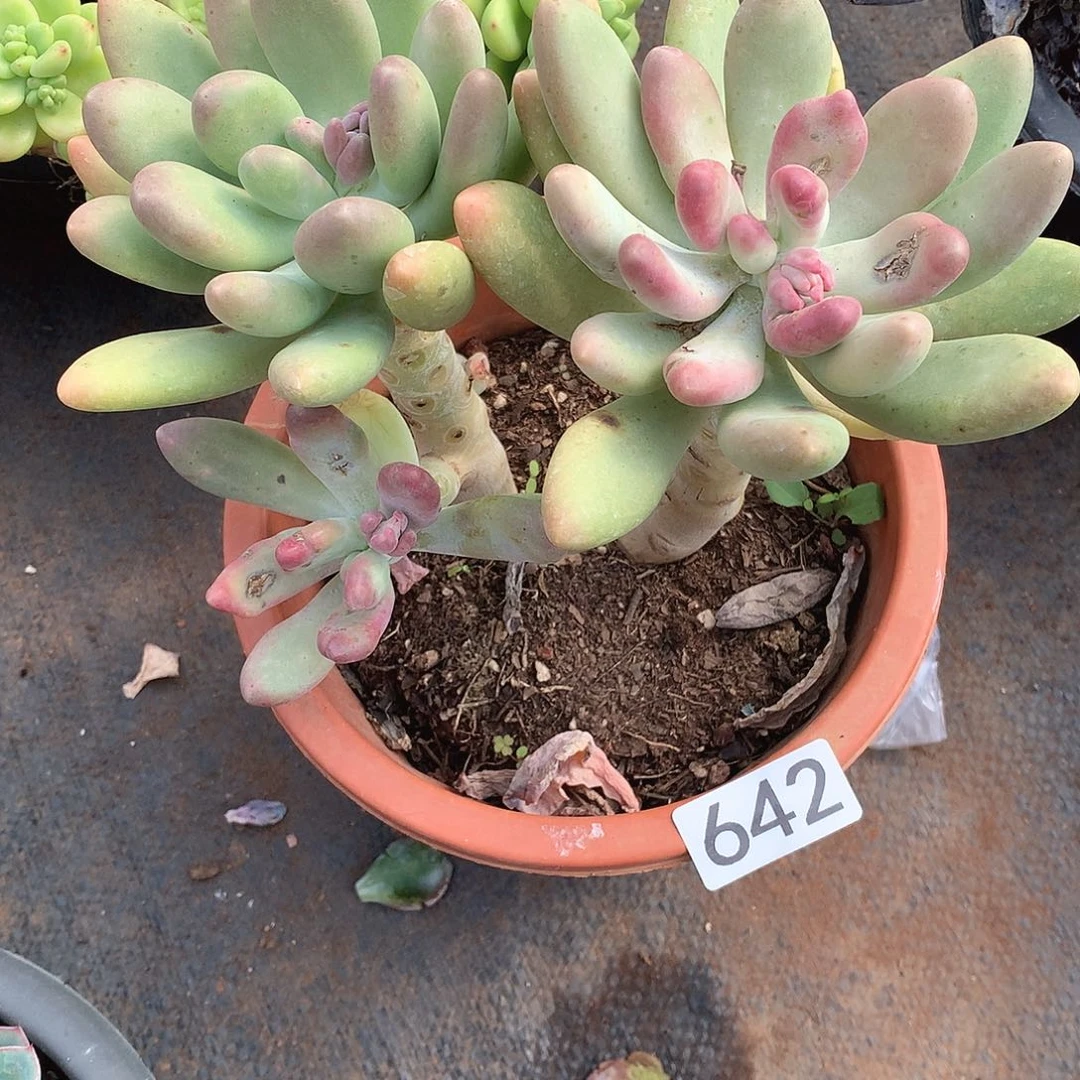 642 一物一拍多肉