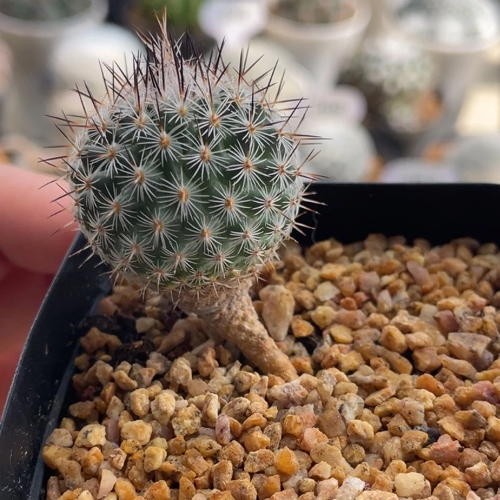 赤花美针玉        实生根