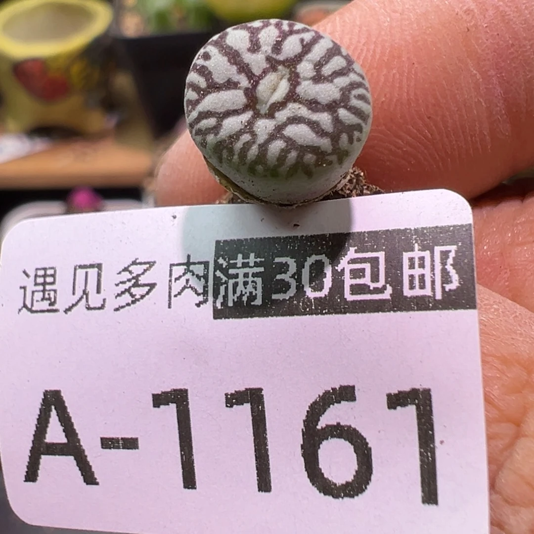 多肉植物1111111111111