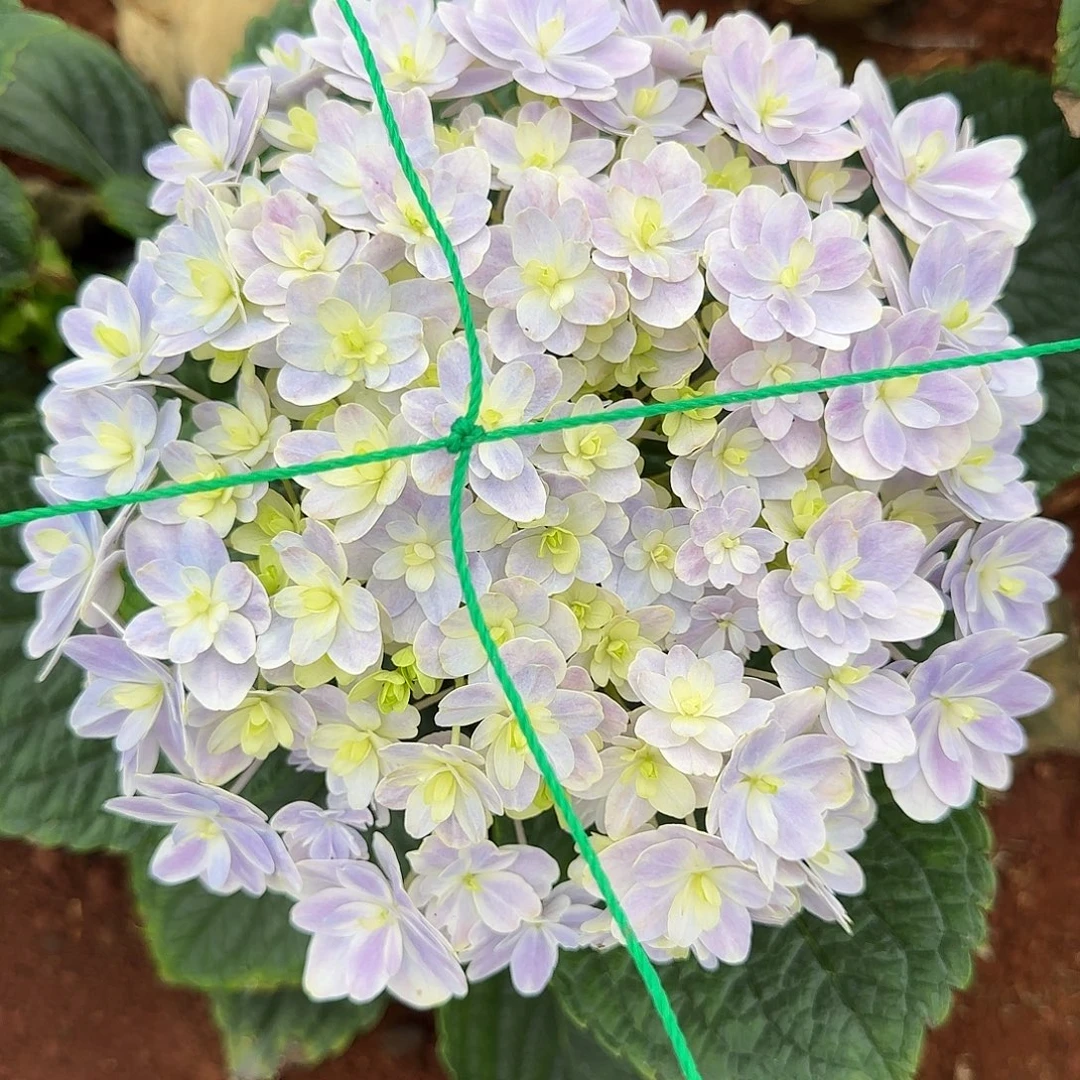 绣球切花一物一拍3枝起包邮，39