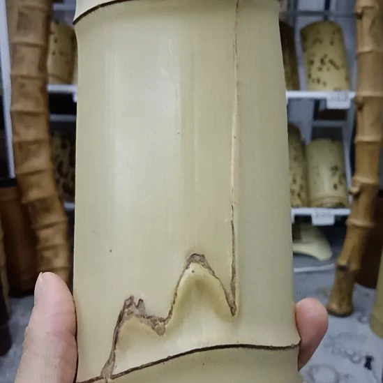 虫噬茶则料虫噬茶则料