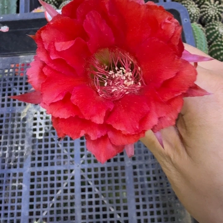 28彩草火焰女神歪4公分左右无根侧牙，20包邮