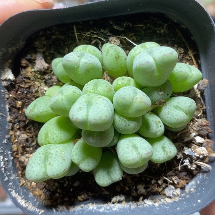 捧花口迪38头特价