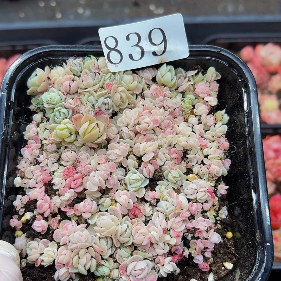 多肉植物多肉植物839