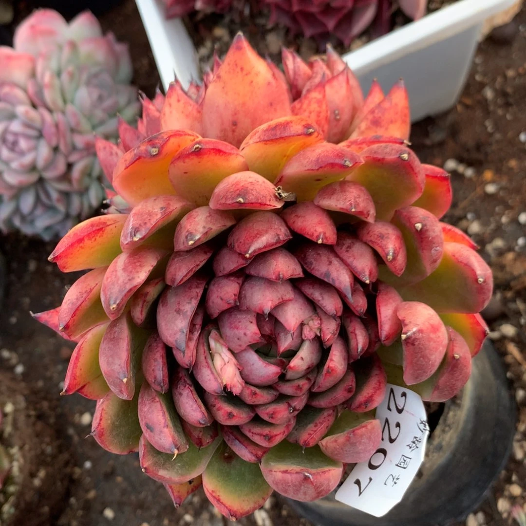 2207新年快乐发发发