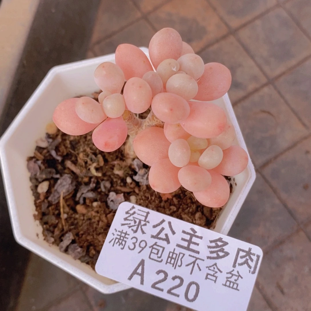 鱼子酱5cm220多肉植物