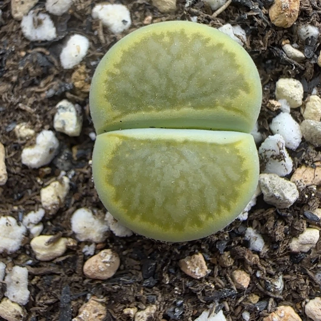 545 生石花大棚直播