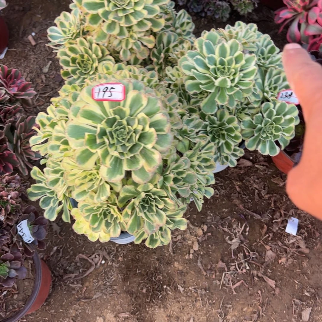195保时捷多肉植物法师