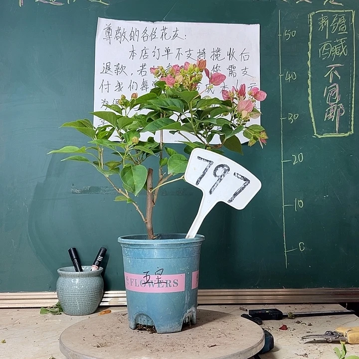 当前无花栽培后可以开花暗斑五宝797