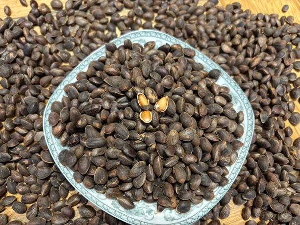 新鲜松子 带壳 原味 大颗粒 薄壳