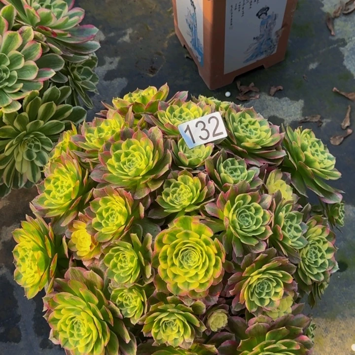 随****000000000132粉王