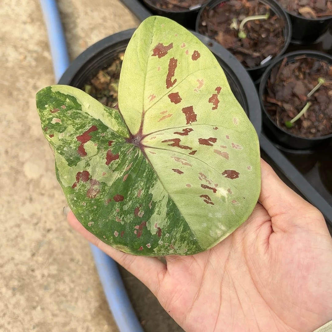 泰国彩叶芋456-0121