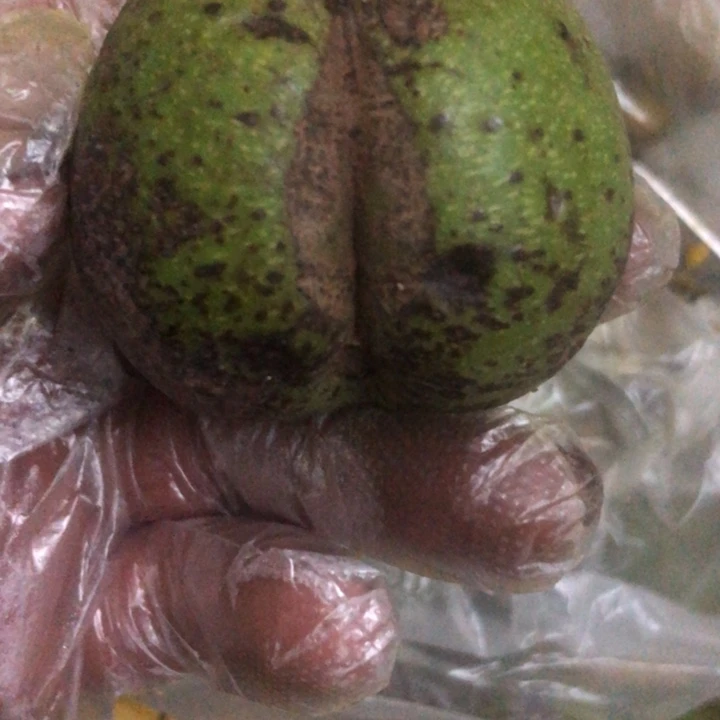 鲜****u文玩核桃白狮子异形