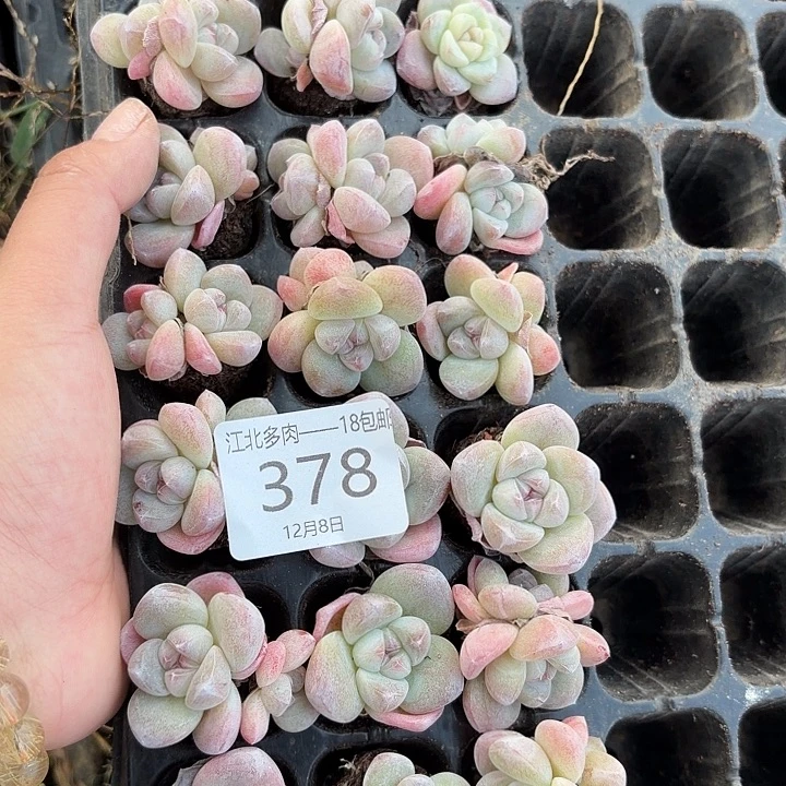 雪***斯378 号到手1框一物一