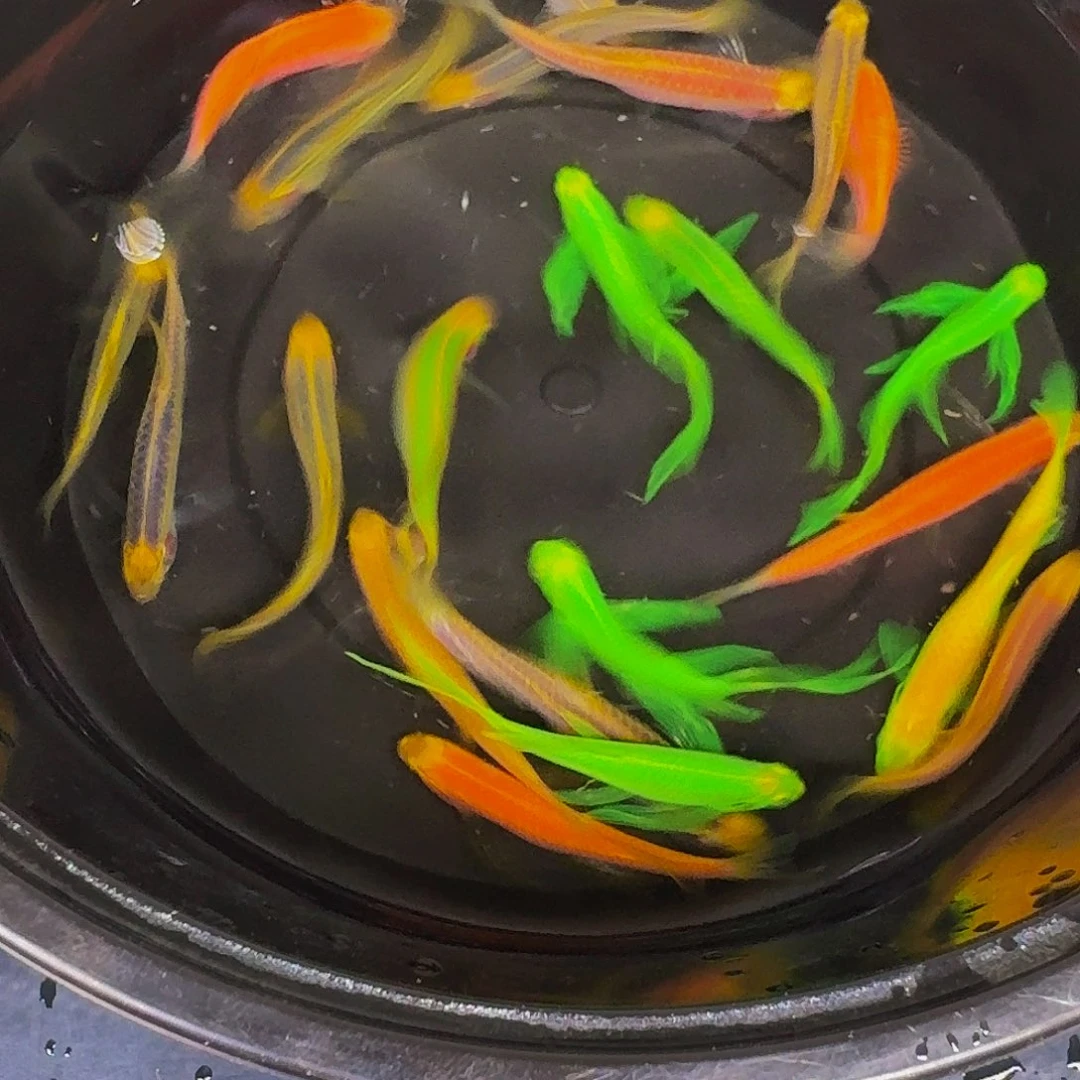 斑马鱼斑马鱼微瑕疵22条鱼