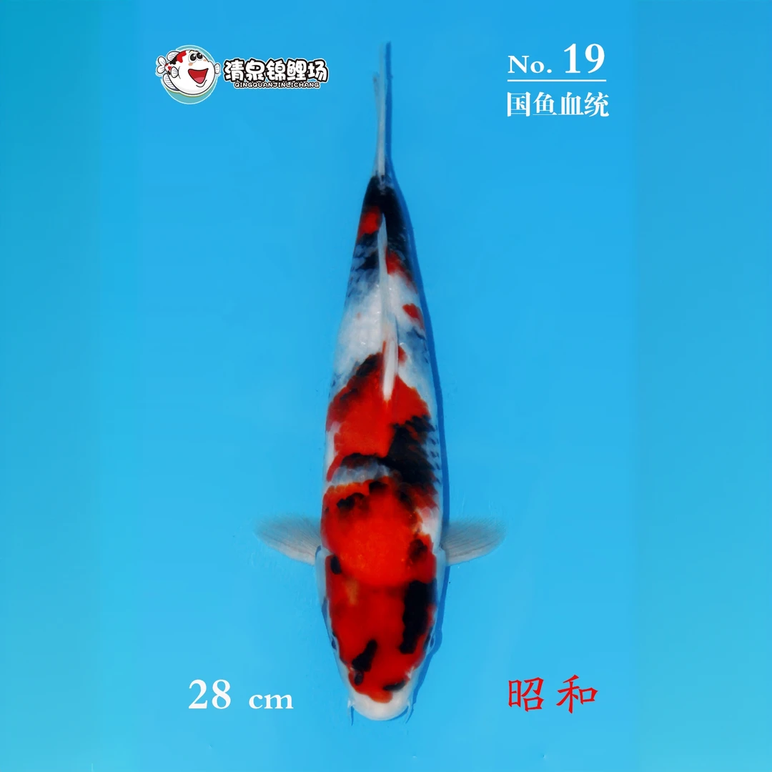 清泉锦鲤 第一次春季土塘寄养 国鱼血统 昭和 19号
