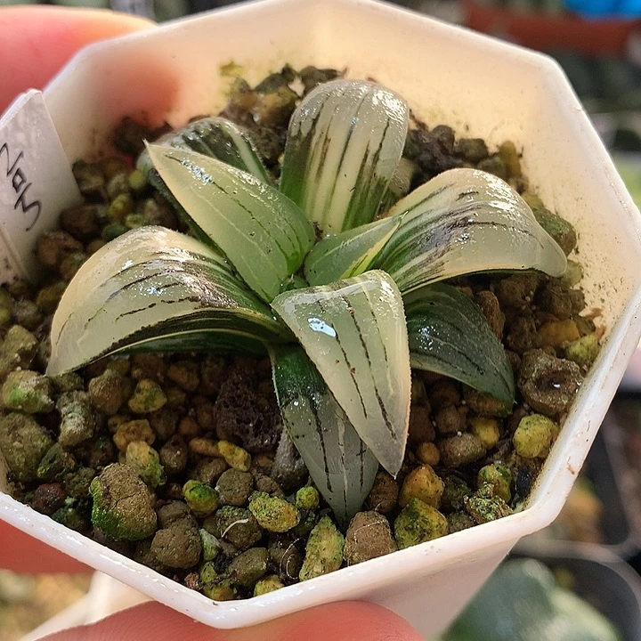 2号红纹寿锦一物一拍