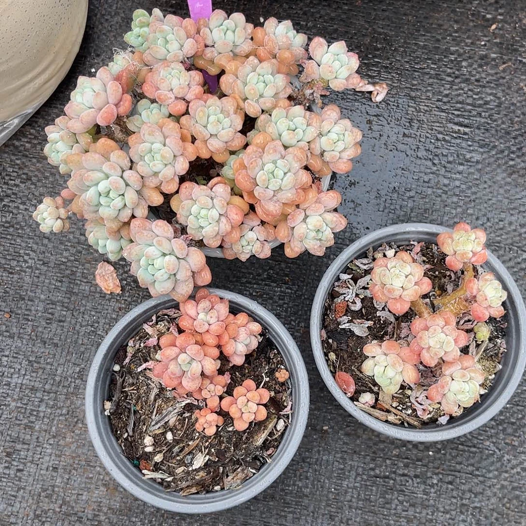 云尘多肉一物一拍216，3棵