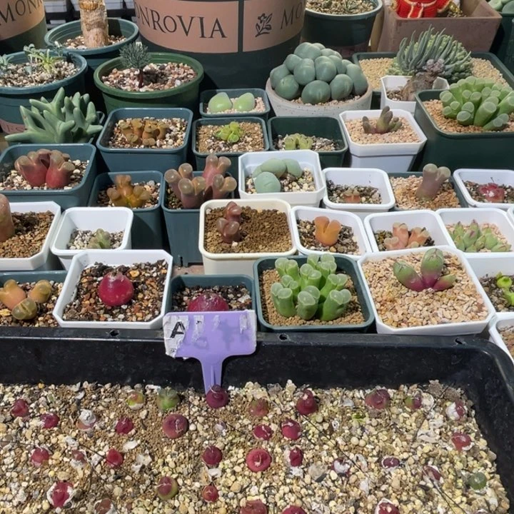 红*?pub植物一物一拍