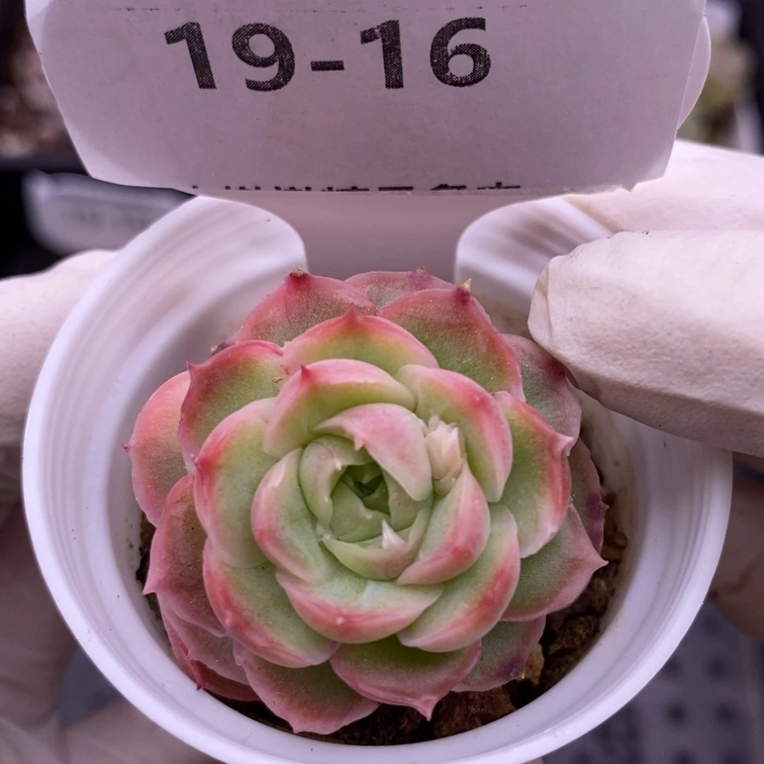 【闪购商品】19-16虾饺