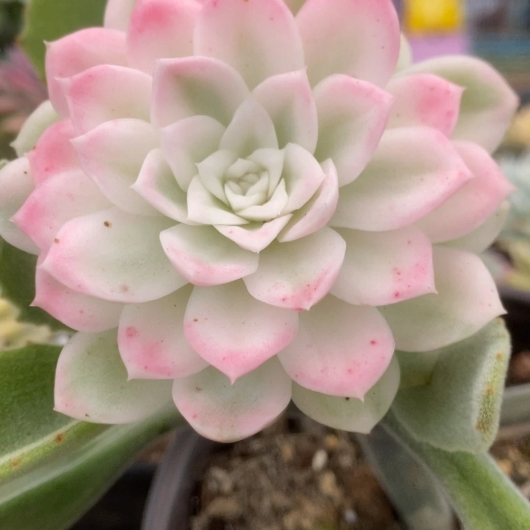 695胭脂扣锦锦锦锦锦