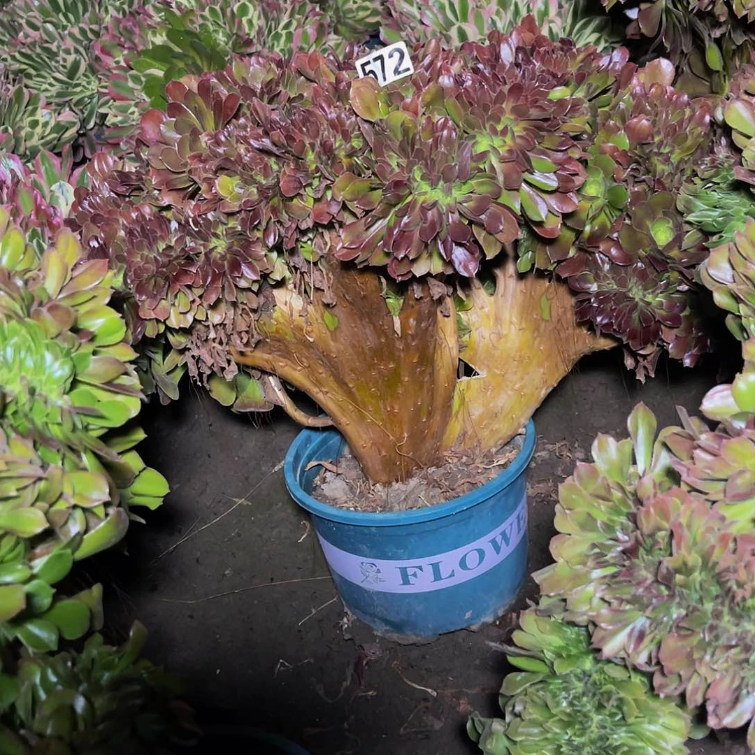 法师法师15-50包邮法师