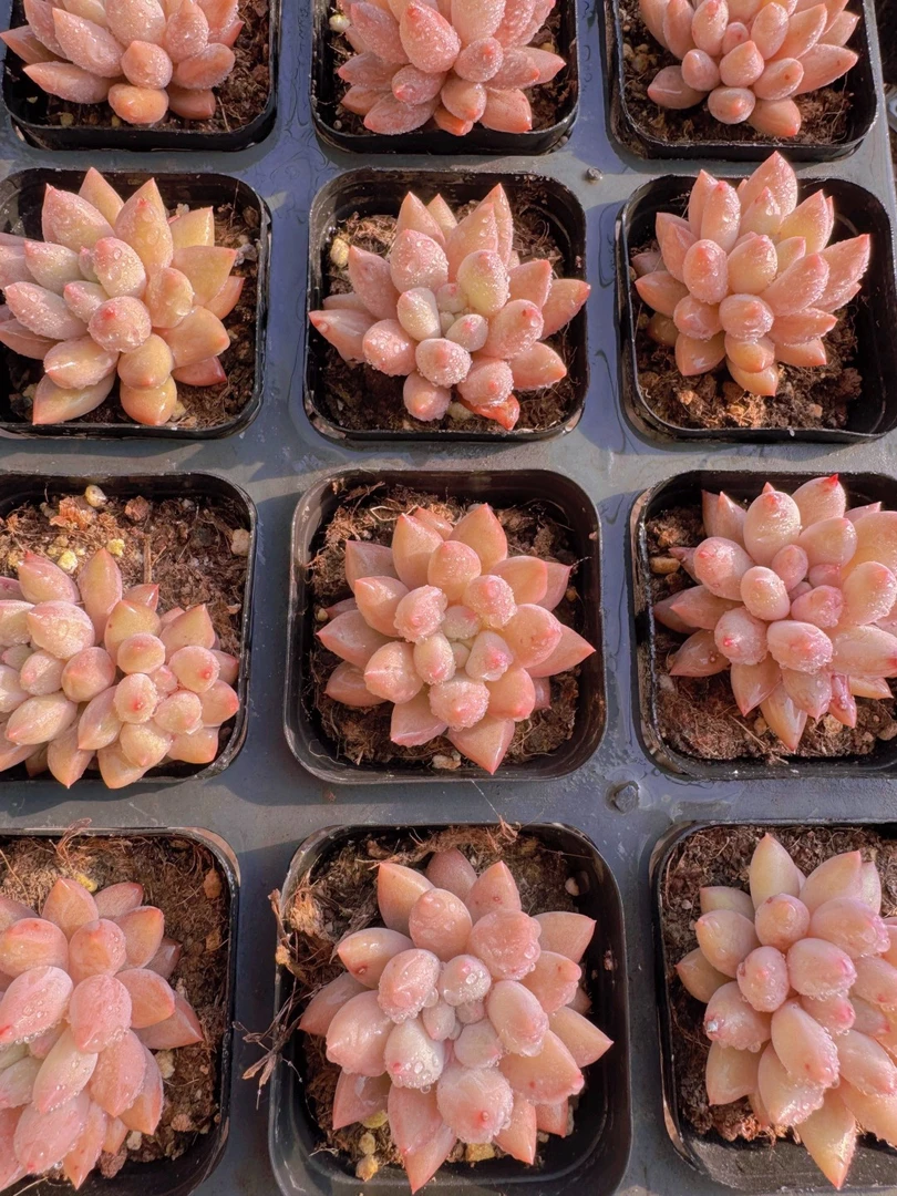 满18元包邮精美多肉红蜻蜓65盆口径2颗（以直播间展示为准）