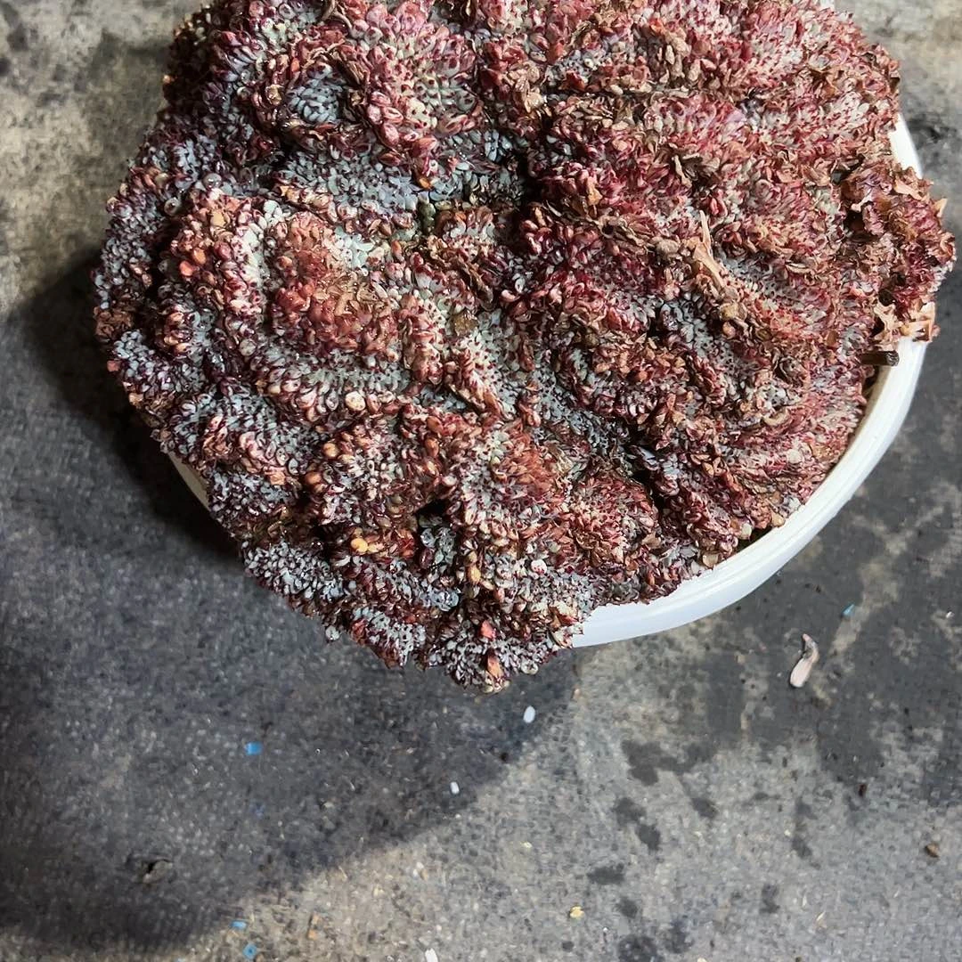 空***格蓝胖子缀多肉植物