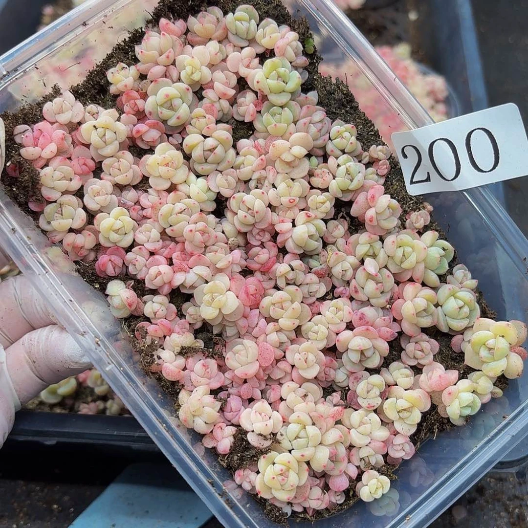 A****7多肉植物多肉植物200