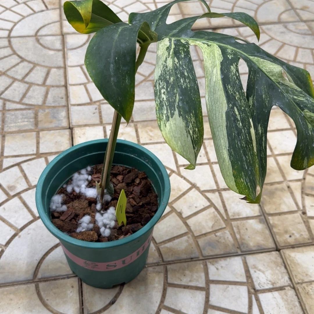 木***心无花朵薄荷龟背竹一颗