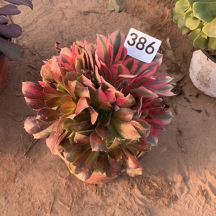 无花朵386女巫花脸北