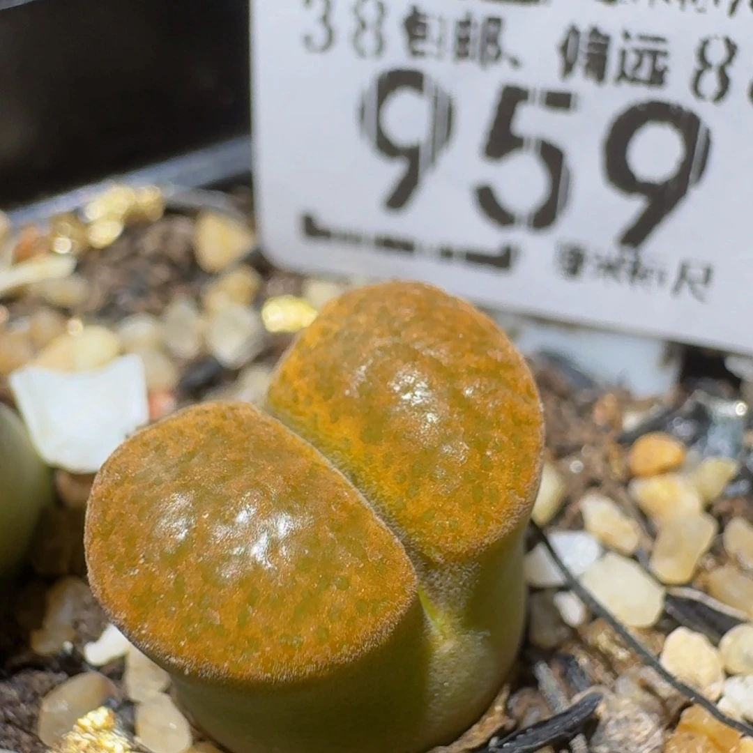 Ssss精品生石花959超蛋