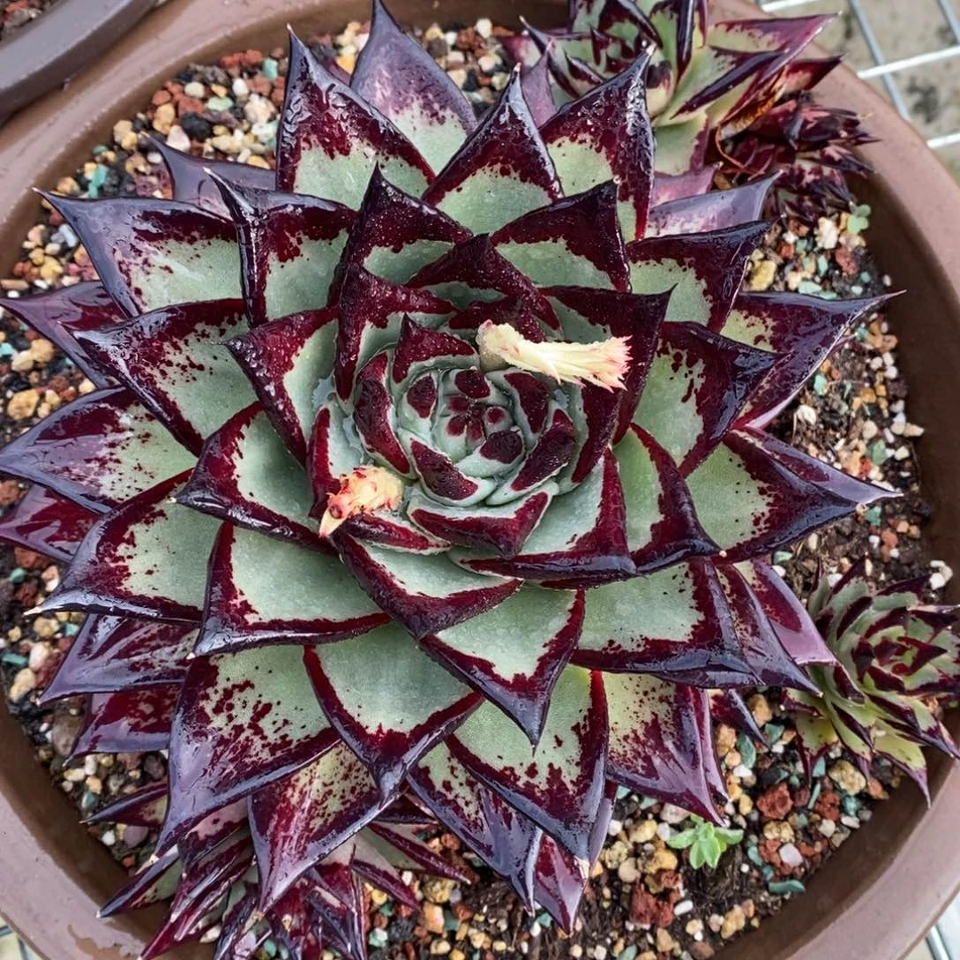 青皮美乌福利特价